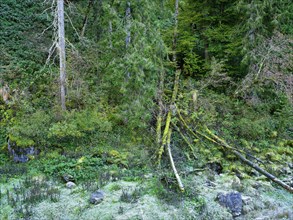 Deadwood overgrown with moss