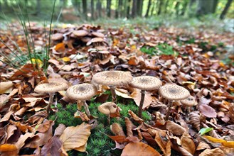 Fungi in an autumnal deciduous forest