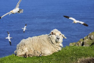 White sheep resting on sea cliff top and Northern gannets