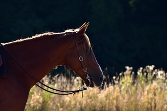 Head and neck of an American Quarter Horse stallion backlit with bridle and bit during training