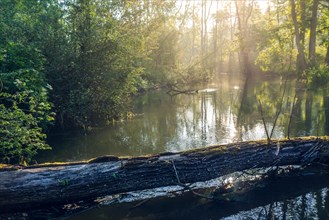 Beautiful small lake scenery made by a beaver in a forest at sunrise