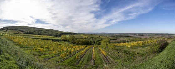 Autumn landscape with vineyard