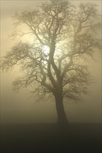 Pear tree in fog and veiled sun