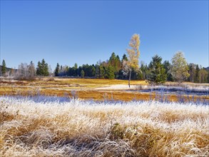 Autumnal morning mood with birches and reeds in hoarfrost