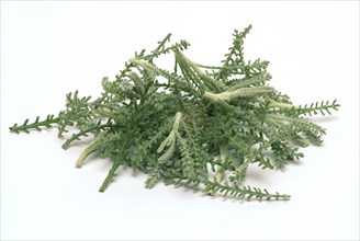Medicinal plant Holy herb