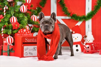 Black French Bulldog dog wearing red winter scarf next to festive Christmas decoration