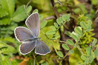 Crowned vetch blue butterfly with open wings sitting on green leaf seen on right side