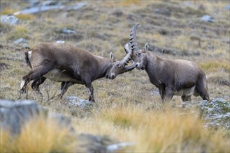 Alpine ibex