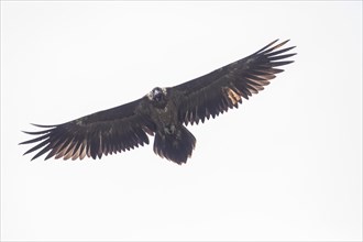 Juvenile bearded vulture