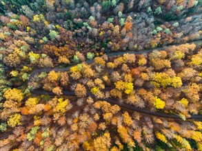 Drone view of forest in autumn