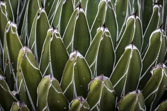Abstract detail of Agave victoriae-reginae cactus known as agave Noa
