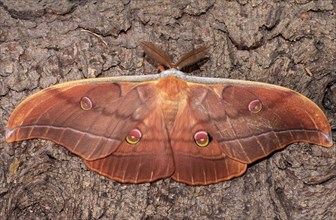 Japanese oak silk moth butterfly with open wings sitting on tree trunk from behind