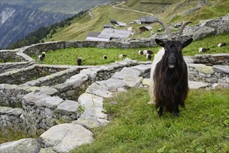 A Valais black-necked domestic goat