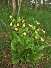 Group yellow lady's slipper orchid