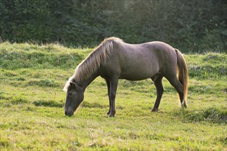 Icelandic horse eating grass in a meadow