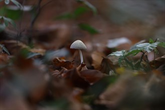 Small mushroom protruding from the carpet of leaves in a deciduous forest