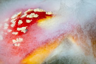 Red fly agaric