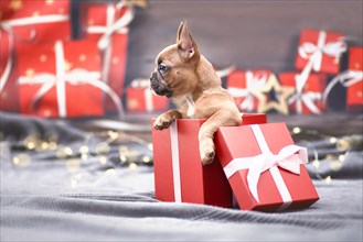 French Bulldog dog puppy peeking out of red Christmas gift box with ribbon surrounded by seasonal decoration