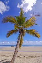 Single palm tree on the beach of Andilana