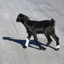 Newborn goatling with umbilical cord
