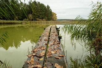A somewhat rotten footbridge covered with fallen leaves juts into a fish pond. The cloudy sky and the surrounding trees are reflected in the small pond