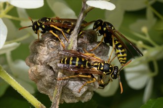 French field wasp three animals sitting at nest seeing different