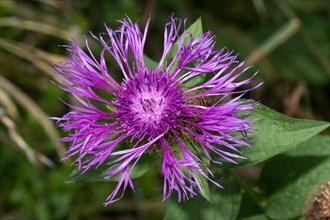 Wig flake flower purple flower