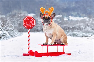 French Bulldogd dog with reindeer costume antlers sitting on sledge in winter landscape