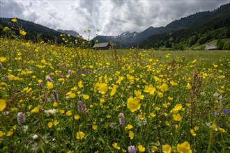 Flower meadow with mountain huts