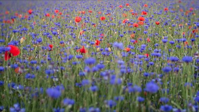 Colorful meadow with poppies and cornflowers