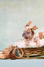 French Bulldog dog puppy in Christmas sleigh carriage surrounded