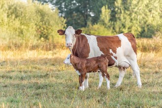 Cow with her calf. Cows in the pasture in the morning. Montbeliarde cow in the Jura. France