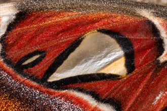 Atlas silkmoth moth wing pattern