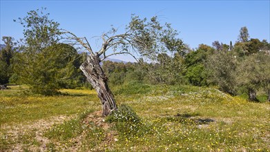 Single rather small gnarled olive tree in spring meadow