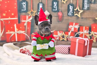 French Bulldog dog wearing funny traditional cute christmas elf costume with arms holding present and Santa hat in front of seasonal background with gift boxes