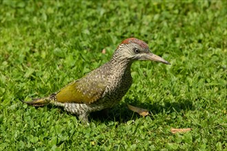Green woodpecker standing in green grass right looking