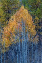 Autumn-coloured aspen or quaking aspen