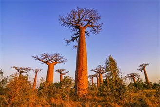 Avenue de Baobabs at sunset near Morondavia