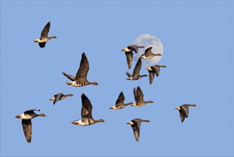 Full moon and flock of white-fronted geese