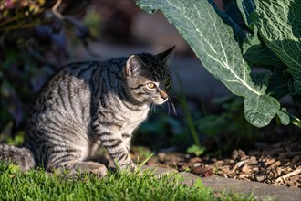 European domestic cat in a vegetable garden in sunlight