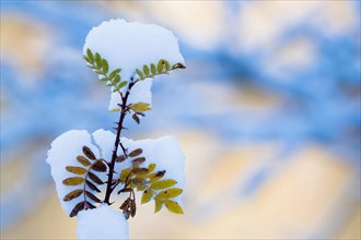 Snow-covered leaves of the dog rose