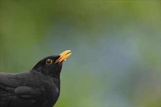 European blackbird