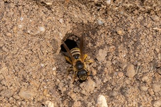 Yellow-banded furrowing bee crawling on ground from nest hole from the front