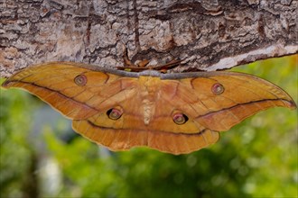 Japanese oak silk moth butterfly with open wings sitting on tree trunk from behind
