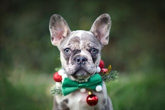 Merle colored French Bulldog dog puppy wearing seasonal Christmas collar with green bow tie on blurry background