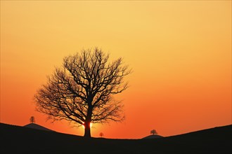 Silhouettes of an oak tree