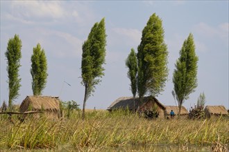 Reed huts