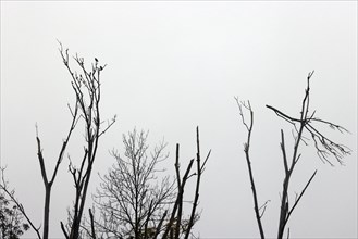 Birds sitting on a dead tree against a dreary grey sky