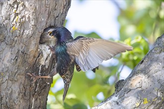 Common starling