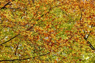 Coloured leaves of the simon poplar